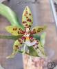 Phal. Micaels Pantheritz